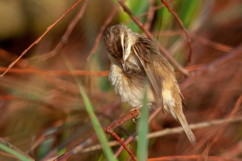 Acrocephalus Schoenobaenus, Sedge Warbler, Birds, Plumage Care, Passeri, Preening, Songbirds,