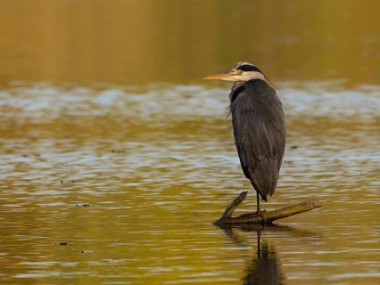 A gray heron in the morning sun, Ümminger See, Bochum, Ruhrpott, North Rhine-Westphalia, Germany