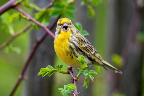 European Serin, serine, serinus serinus, birds, song, male, passeri, singing, songbirds, birds