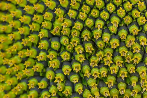 Daytime horizontal macro view of the intricate geometric pattern formed by disc florets and