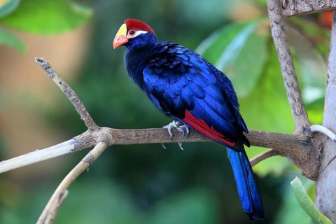 Blue bird with a distinctive red beak on a twig against a dense green background, Shield Turaco