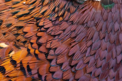 Common pheasant (Phasianus colchicus) male game bird close up of its feathers, England, United