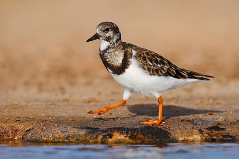 Turnstone (Arenaria interpres) in non-breeding plumage, Fuerteventura, Canary Islands, Spain