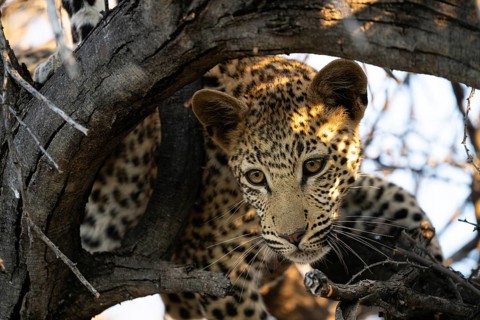 Leopard (Panthera pardus) – portrait in a tall tree, Khomas Region, Namibia