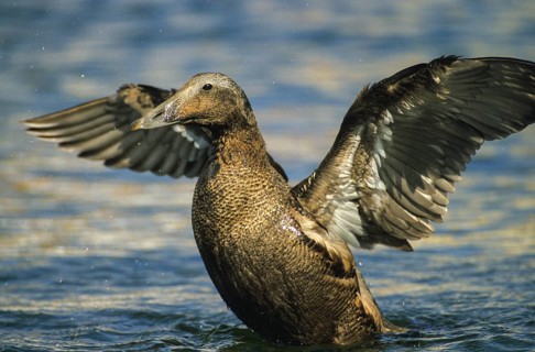 Cuddy's duck, eider, eider duck, somateria mollissima, anatidae, birds, common eiders, ducks, duck