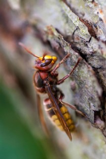 European hornet, hymenoptera, vespa crabro, high size, portrait format, hornet, insects, insects