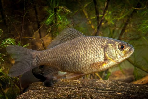Carassius carp, crucian carp, cobbler carp, fish, fishes, pisces