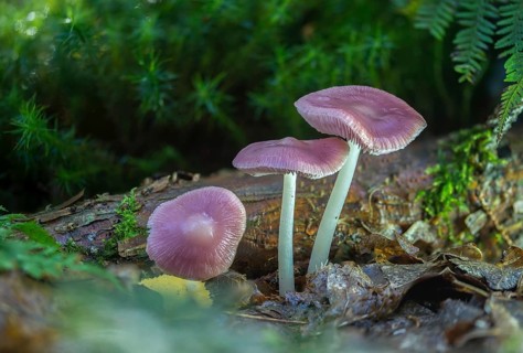 Agaricus purus, common radish helmet, gymnopus purus, purple radish helmet, mycena pura, prunulus