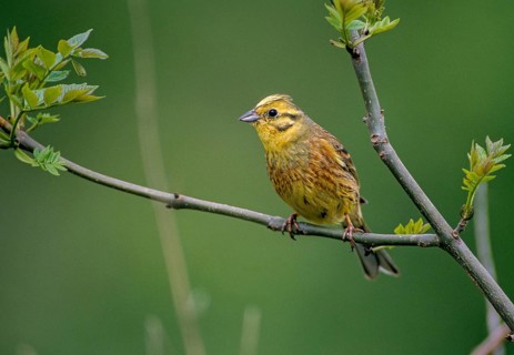 Emberiza citrinella, goldammer, yellowhammer, birds, leo, male, passeri, songbirds, birds
