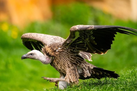 Griffon Vultures (Gyps fulvus) walking on a meadow in spring, bavaria, Germany