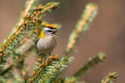 Common firecrest, golden chicken, Regulus ignicapillus, golden grouse, birds, song, passeri,