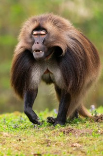 Gelada (Theropithecus gelada) male running over a meadow, captive, distribution africa