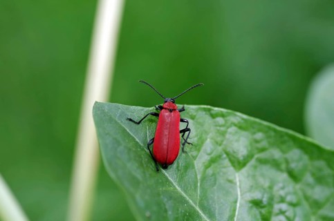 Black-headed Cardinal beetle (Pyrochroa coccinea), coloured, leaf, close-up