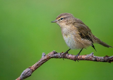 Chiffchaff, phylloscopus collybita, zilpzalp, birds, passeri, songbirds, birds