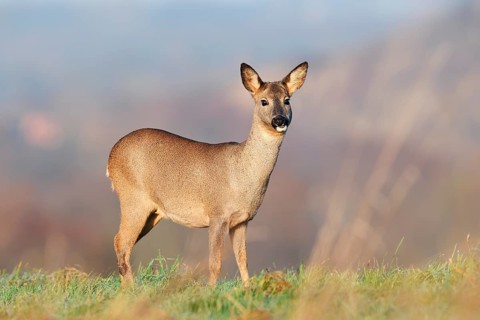 European roe deer (Capreolus capreolus), doe standing in a meadow, Lower Saxony, Germany