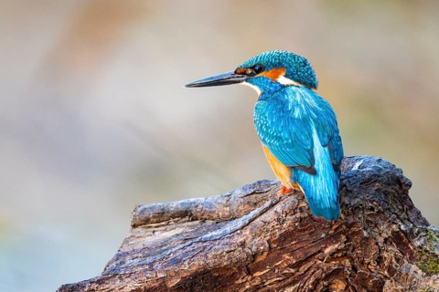 Kingfisher (Alcedo atthis) ml Germany