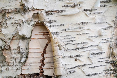Birch bark, Lapland, Sweden, June 2020