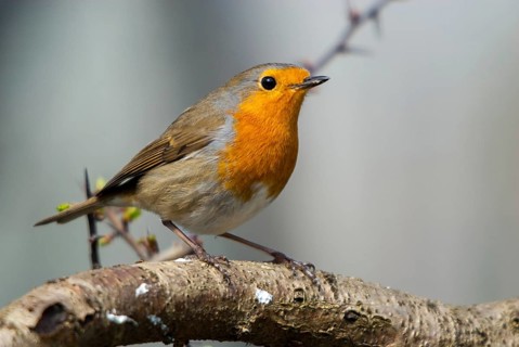 Erithacus rubecula, robin, robins, birds, passeri, songbirds, birds