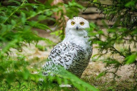 Snowy owl (Bubo scandiacus) sitting on athe ground, Bavaria, Germany