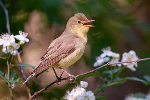 Yellowspotter, Hippolais Icterina, Icterine Warbler, Sweden, Birds, Song, Passeri, Singing,