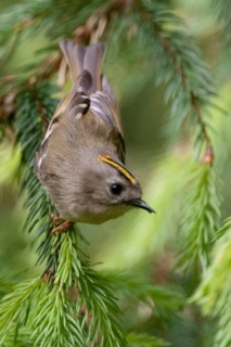 Goldcrest, golden chicken, Regulus regulus, winter golden chicken, birds, high size, portrait