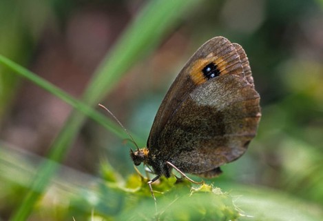 Erebia aethiops, grey-coined moth, scotch argus, dry turf forest moth, forest moth, forest moth,