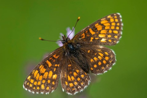 Common butterflies, heath fritillary, melitaea athalia, quail wheat moth, butterfly, insects,