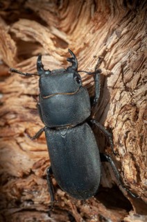 Barkschröter, Dorcus parallelipipedus, Lesser stag beetle, dwarf stag beetle, beetle, Coleoptera,