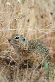 Citellus citellus, European ground squirrel, common ground squirrel, rodents, rodentia, Bulgaria,