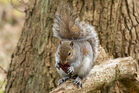 Grey squirrel (Sciurus carolinensis) adult animal feeding on a pine cone in a woodland, England,