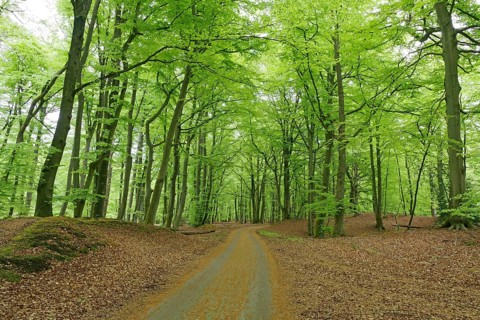 A green forest trail leads through thick, leafy trees that create a peaceful atmosphere, Darß,