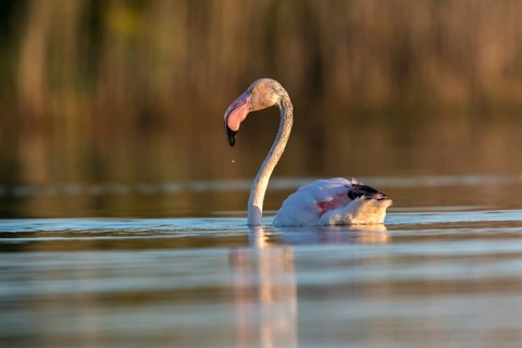 Afro-Asian Greater Flamingo, Eurasian Flamingo, European Flamingo, Granelli, Greater Flamingo,