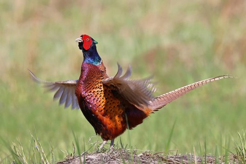 Pheasant, hunting pheasant (Phasianus colchicus), adult male bird during mating call in a meadow,