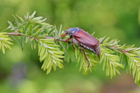 Cockchafer, forest cockchafer (Melolontha hippocastani), male, on a twig of a Tsuga canadensis,