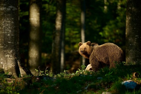 A brown bear raises its head in the forest, against a natural backdrop of trees and light, European
