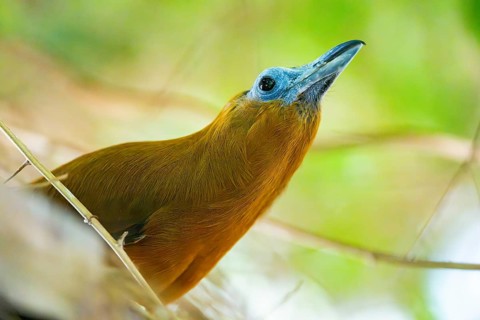 Capuchinbird, calfbird (Perissocephalus tricolor) sitting on a branch, captive, distribution south