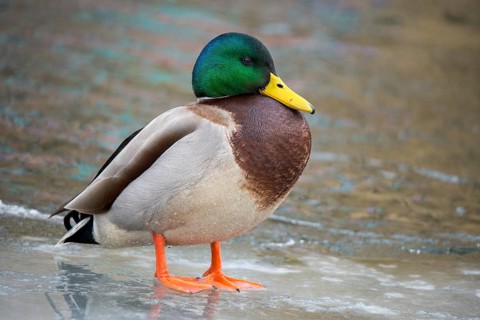 Anas platyrhynchos, mallard, mallard, anatidae, birds, ducks, ducks, ducks, male, birds,