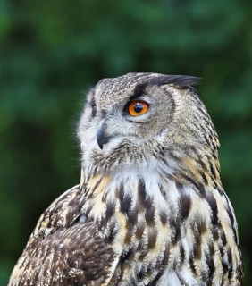 Eurasian eagle-owl (Bubo bubo), animal portrait, Rhineland-Palatinate, Germany
