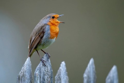 Erithacus rubecula, robin, robins, birds, garden, garden fence, song, passeri, singing, songbirds,