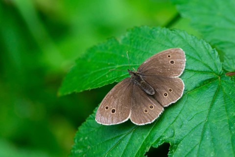Aphantopus hyperantus, brown forest bird, ringlet, chimney sweep, forest bird, butterfly, insects,