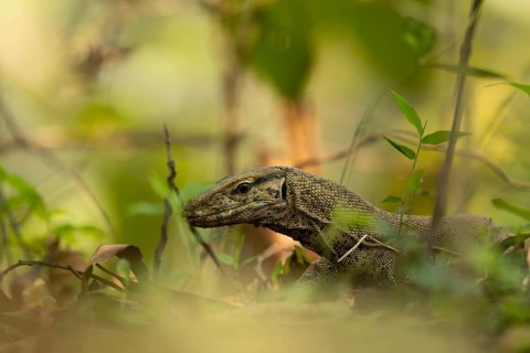 Bengal monitor lizard (Varanus bengalensis) navigating forest undergrowth, Sreepur, Gazipur,