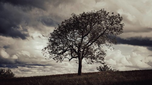 A lonely tree in a gloomy, cloudy landscape, Franconian Forest nature park Park, Upper Franconia