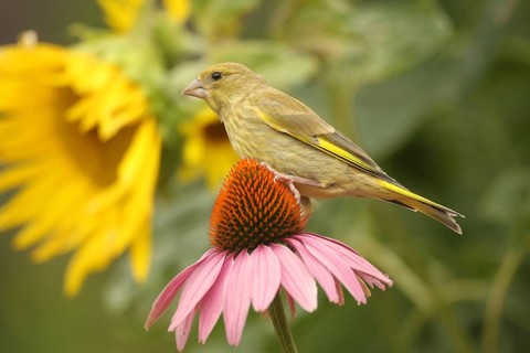 Greenfinch (Chloris chloris) on a purple coneflower (Echinacea purpurea) in a summer garden,