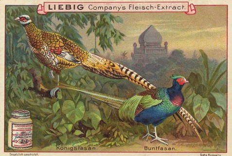 Picture series pheasant birds, royal pheasant and great pheasant, picture of love, digitally