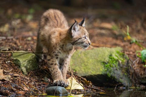 Eurasian lynx (Lynx lynx) youngsters (cub) at a little lake in a forest, Bavaria, Germany