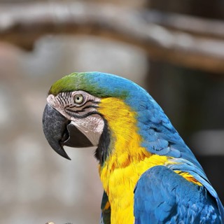 Yellow-breasted macaw (Ara ararauna), animal portrait, captive, found in South America, Hesse,