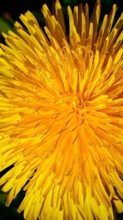 Close-up of a large yellow dandelion flower (taraxacum), showing the fine details of the petals,