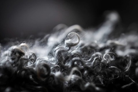 Detail, black-grey curly sheepskin, close-up, Gotland sheep, island of Gotland, Sweden