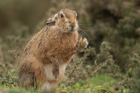 European brown hare (Lepus europaeus) adult animal stretching in grassland, England, United Kingdom