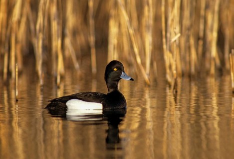 Aythya fuligula, heron duck, tufted duck, anatidae, birds, breeding plumage, ducks, ducks, duck